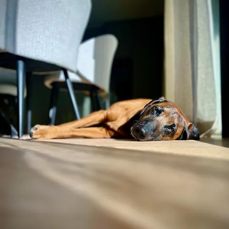 Daire Haus Am Lift - Penthouse - Top4 - Summercard Included - Ski-in Ski-out - 6p