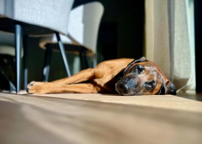 Appartamento Haus Am Lift - Penthouse - Top4 - Summercard Included - Ski-in Ski-out - 6p